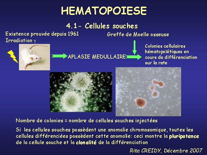 HEMATOPOIESE 4. 1 - Cellules souches Existence prouvée depuis 1961 Irradiation Greffe de Moelle