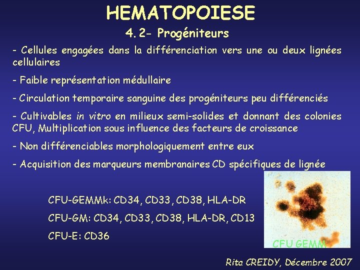 HEMATOPOIESE 4. 2 - Progéniteurs - Cellules engagées dans la différenciation vers une ou