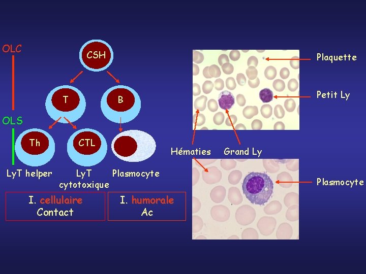 OLC CSH T Plaquette Petit Ly B OLS Th Ly. T helper CTL Hématies