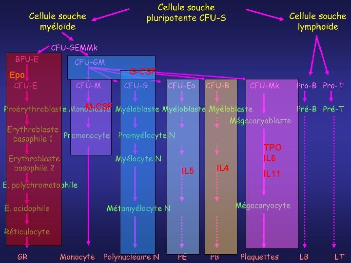 G-CSF Epo M-CSF TPO IL 6 IL 5 IL 4 IL 11 