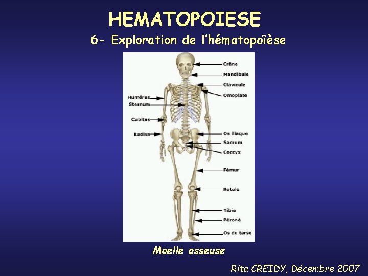 HEMATOPOIESE 6 - Exploration de l’hématopoïèse Moelle osseuse Rita CREIDY, Décembre 2007 