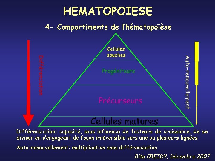 HEMATOPOIESE 4 - Compartiments de l’hématopoïèse Différenciation: capacité, sous influence de facteurs de croissance,