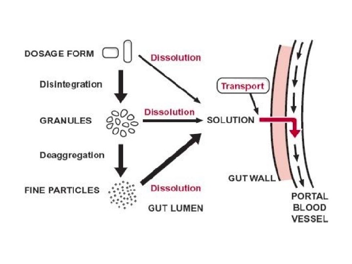 Lecture 16 ABSORPTION FROM ORAL DOSAGE FORMS Factors