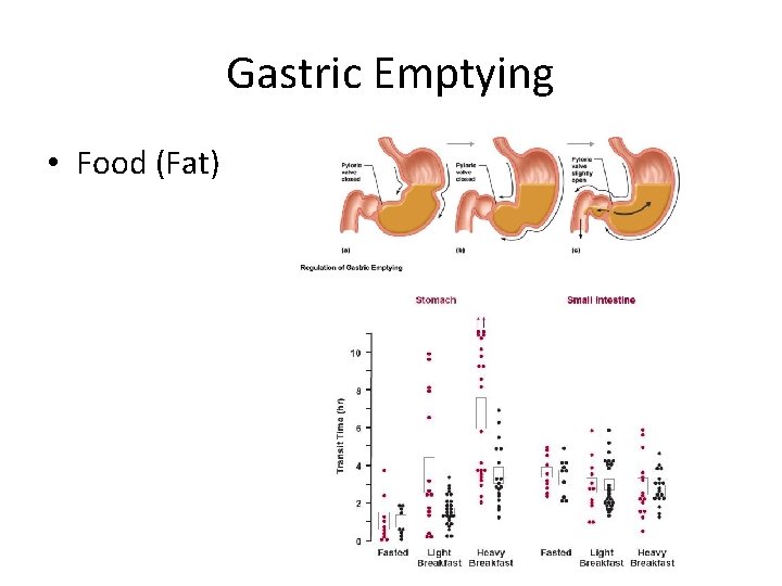Gastric Emptying • Food (Fat) 