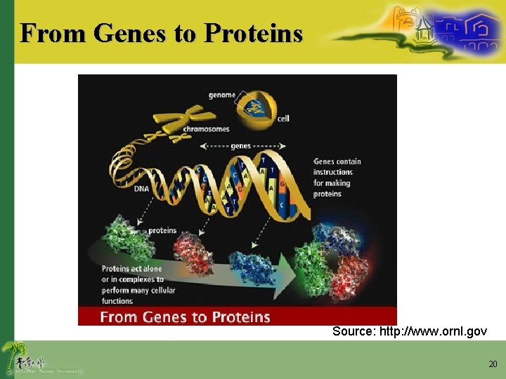 From Genes to Proteins Source: http: //www. ornl. gov 20 