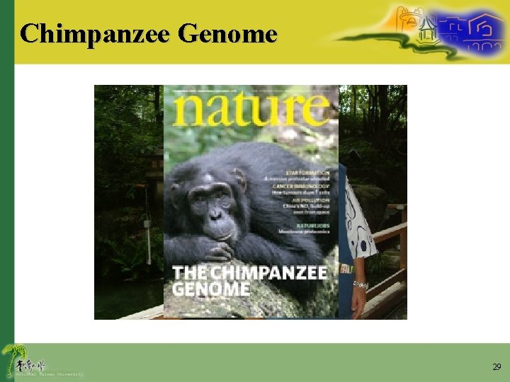 Chimpanzee Genome 29 