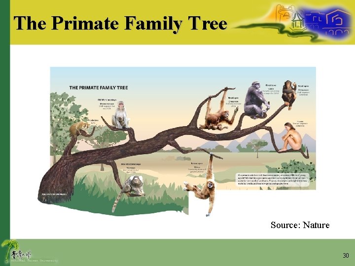 The Primate Family Tree Source: Nature 30 