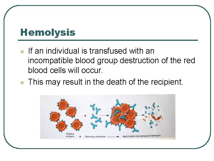 Hemolysis l l If an individual is transfused with an incompatible blood group destruction