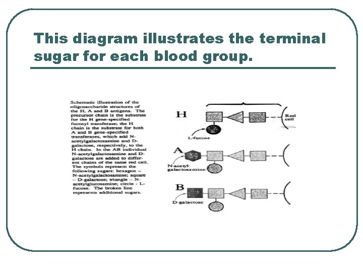 This diagram illustrates the terminal sugar for each blood group. 