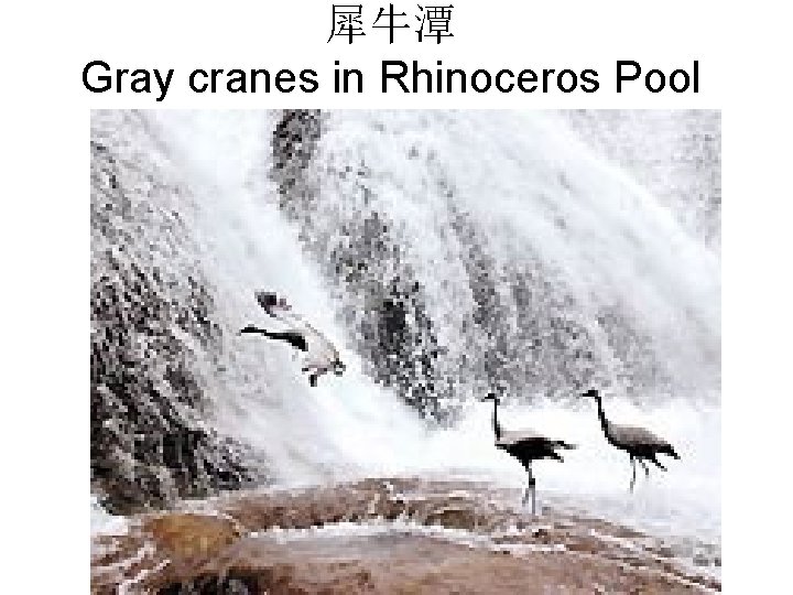 犀牛潭 Gray cranes in Rhinoceros Pool 
