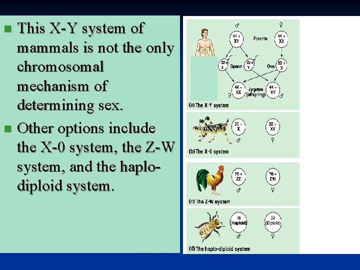 This X-Y system of mammals is not the only chromosomal mechanism of determining sex.