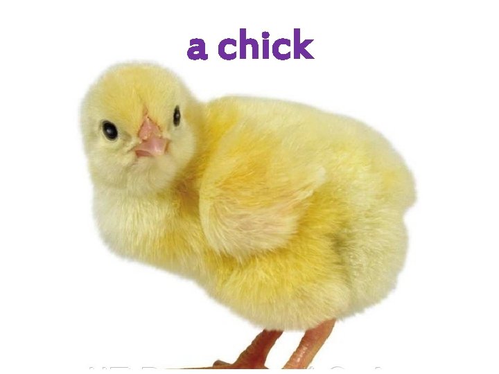 a chick 