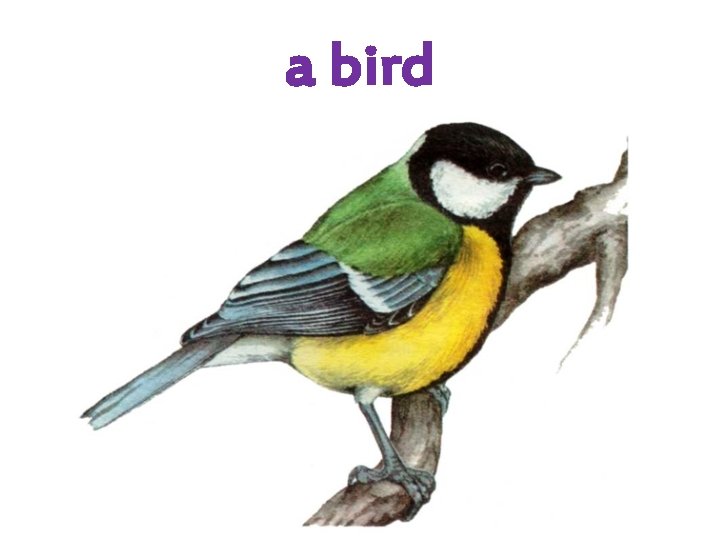 a bird 