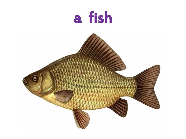 a fish 