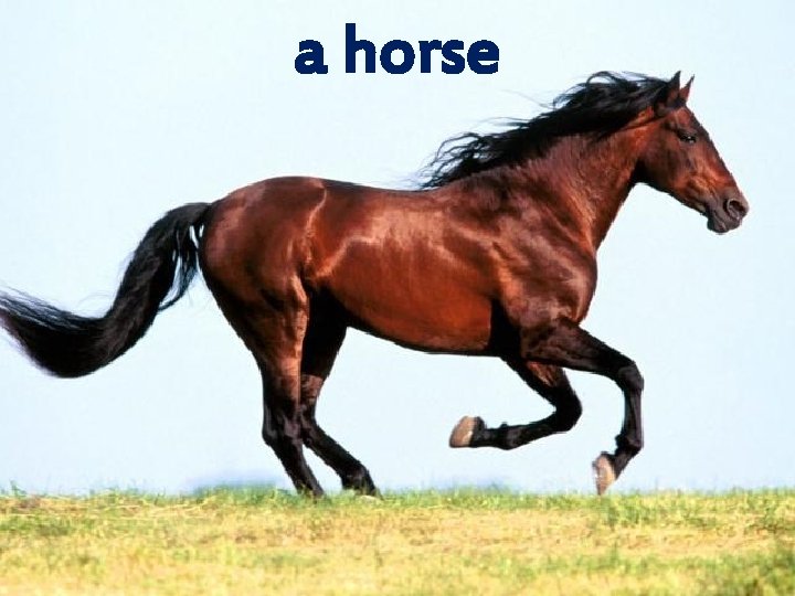 a horse 