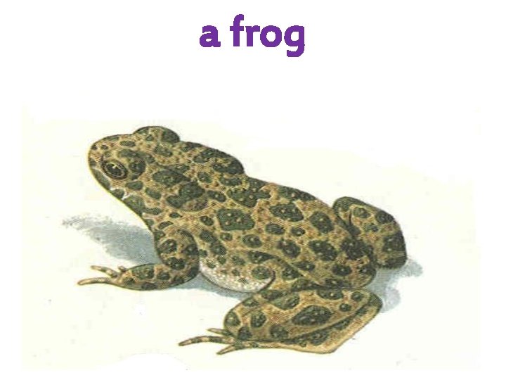 a frog 