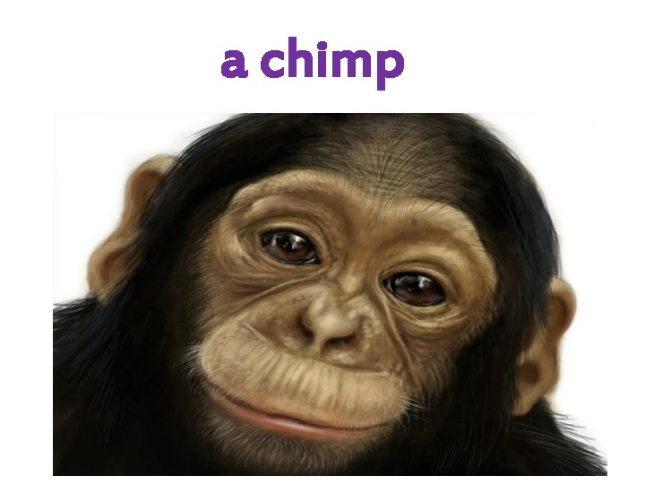 a chimp 