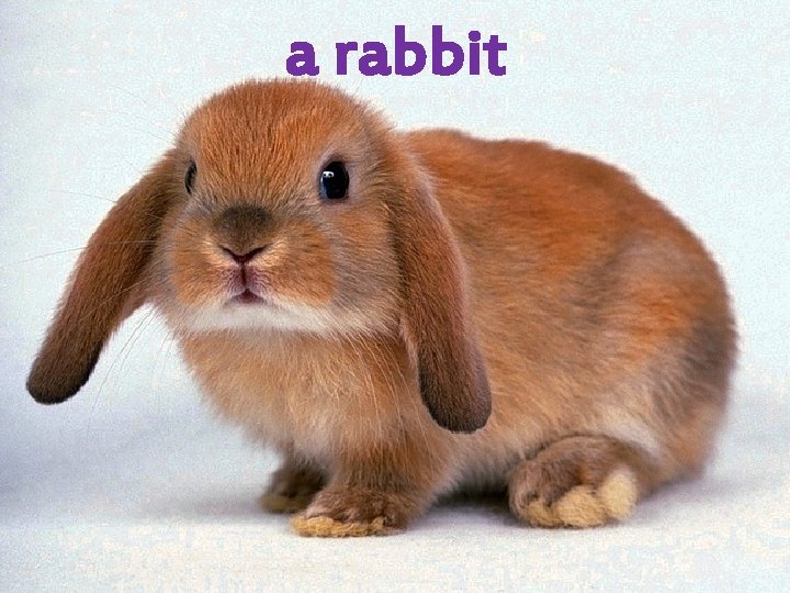 a rabbit 