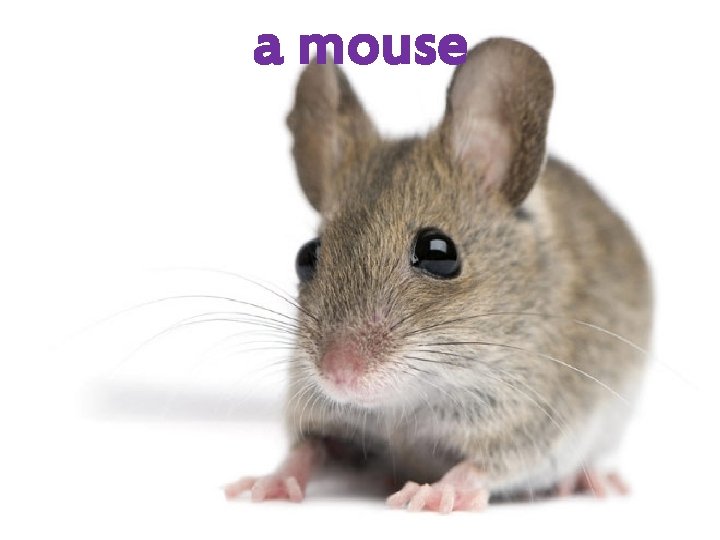 a mouse 