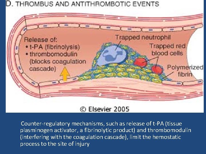  Counter-regulatory mechanisms, such as release of t-PA (tissue plasminogen activator, a fibrinolytic product)