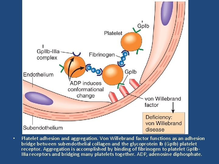  • Platelet adhesion and aggregation. Von Willebrand factor functions as an adhesion bridge