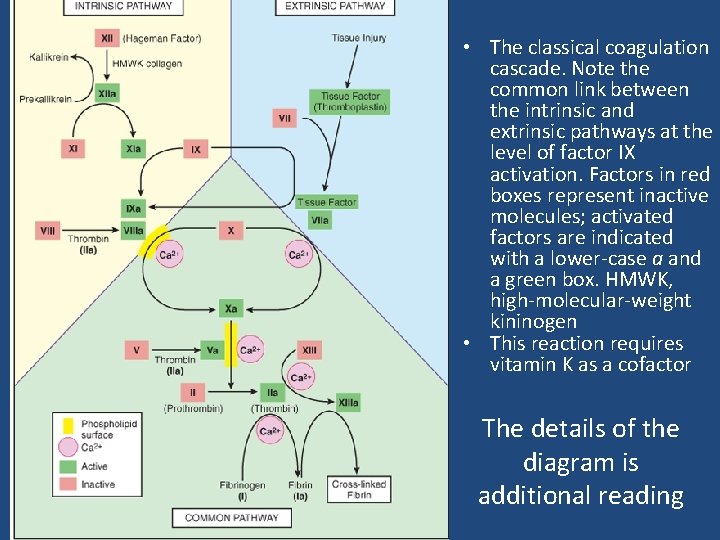  • The classical coagulation cascade. Note the common link between the intrinsic and