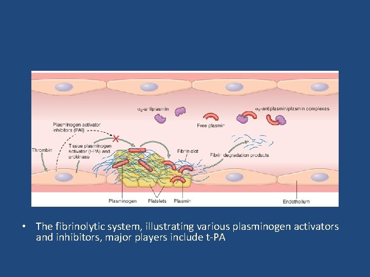  • The fibrinolytic system, illustrating various plasminogen activators and inhibitors, major players include