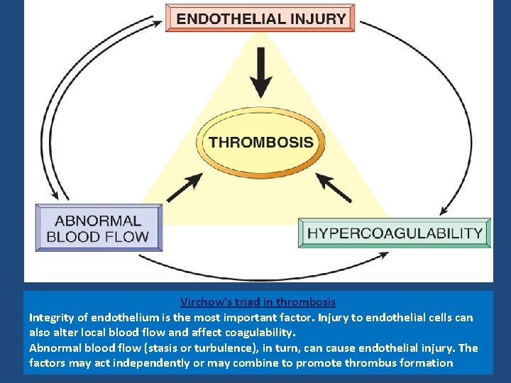 Virchow's triad in thrombosis Integrity of endothelium is the most important factor. Injury to