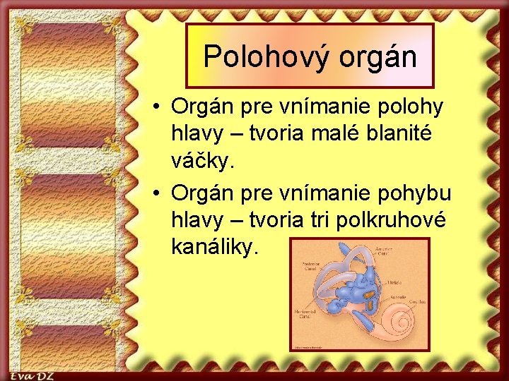 Polohový orgán • Orgán pre vnímanie polohy hlavy – tvoria malé blanité váčky. •