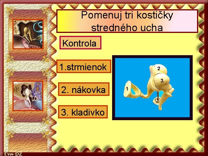 Pomenuj tri kostičky stredného ucha Kontrola 1. strmienok 2. nákovka 3. kladivko 