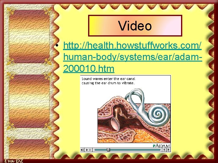 Video • http: //health. howstuffworks. com/ human-body/systems/ear/adam 200010. htm 