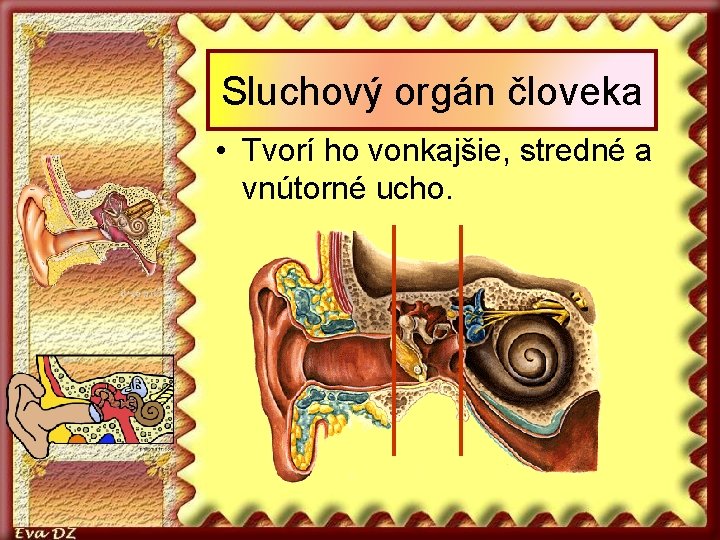 Sluchový orgán človeka • Tvorí ho vonkajšie, stredné a vnútorné ucho. 