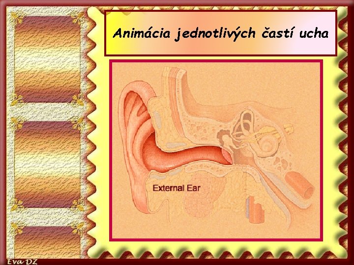 Animácia jednotlivých častí ucha 