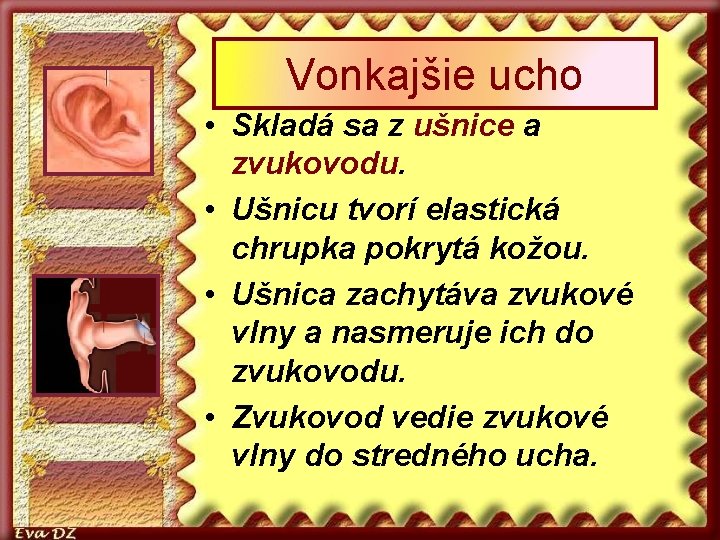 Vonkajšie ucho • Skladá sa z ušnice a zvukovodu. • Ušnicu tvorí elastická chrupka