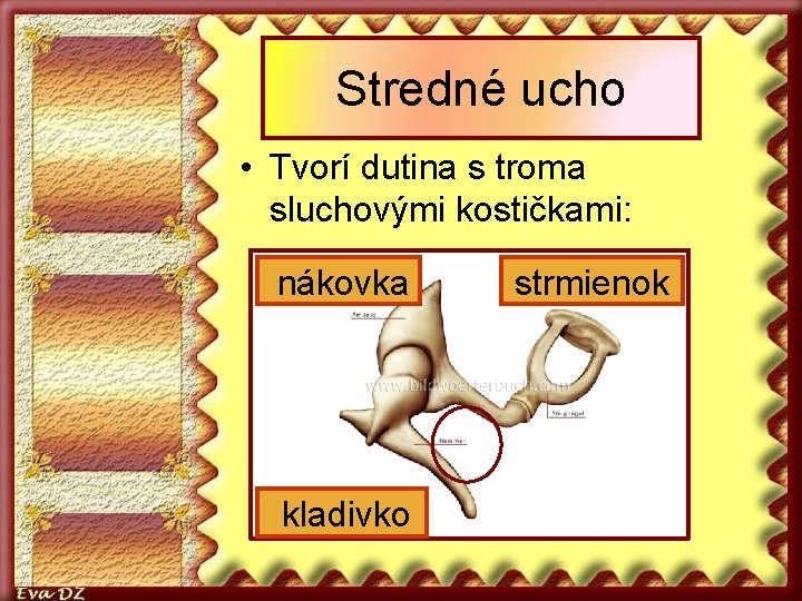 Stredné ucho • Tvorí dutina s troma sluchovými kostičkami: nákovka kladivko strmienok 