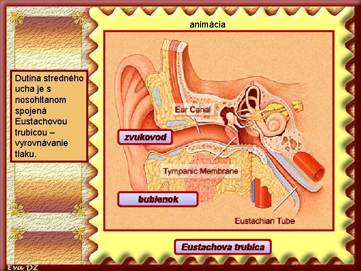 animácia Dutina stredného ucha je s nosohltanom spojená Eustachovou trubicou – vyrovnávanie tlaku. zvukovod