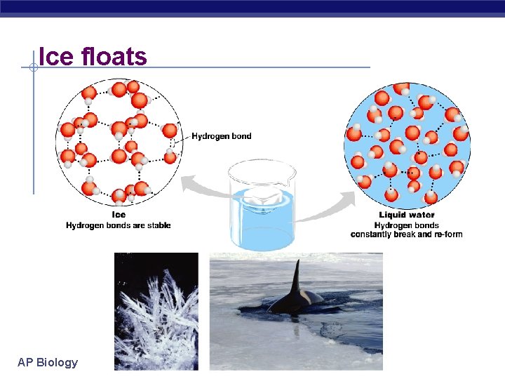 Ice floats AP Biology 
