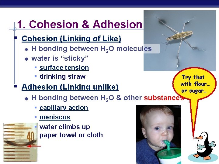 1. Cohesion & Adhesion § Cohesion (Linking of Like) u u H bonding between