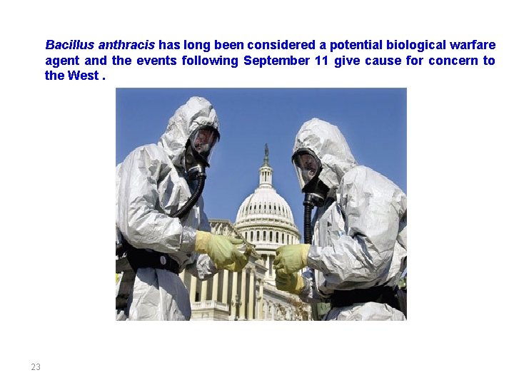 Bacillus anthracis has long been considered a potential biological warfare agent and the events