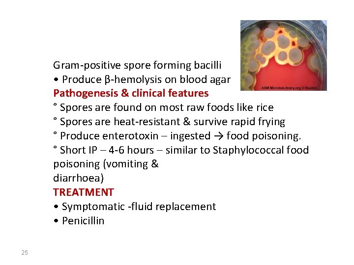 Gram-positive spore forming bacilli • Produce β-hemolysis on blood agar Pathogenesis & clinical features