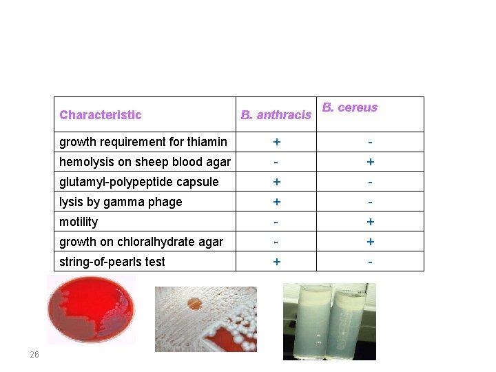 Characteristic 26 B. anthracis B. cereus growth requirement for thiamin + - hemolysis on