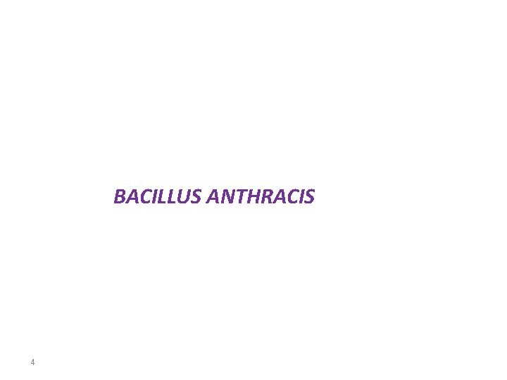 BACILLUS ANTHRACIS 4 