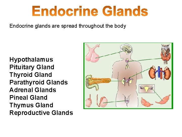 Endocrine glands are spread throughout the body Hypothalamus Pituitary Gland Thyroid Gland Parathyroid Glands