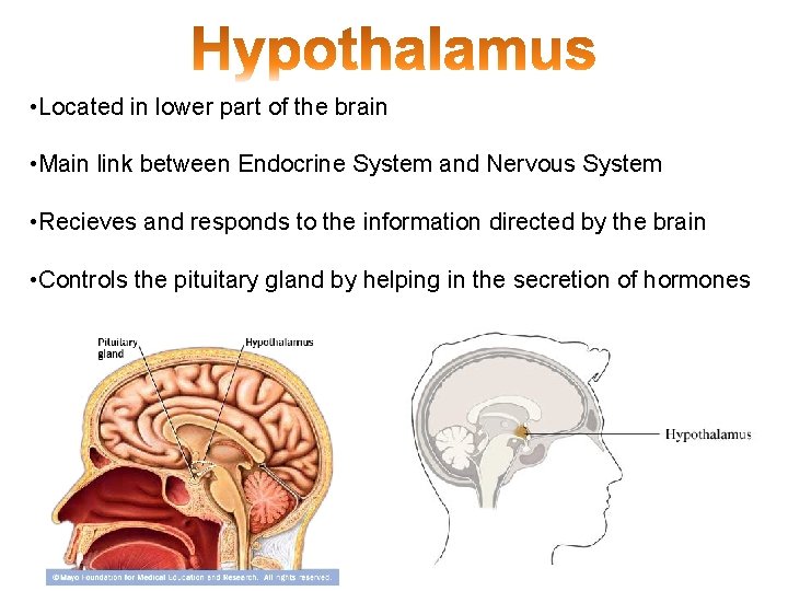  • Located in lower part of the brain • Main link between Endocrine