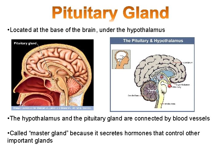 • Located at the base of the brain, under the hypothalamus • The