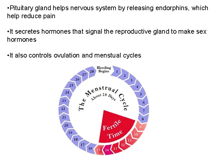  • Pituitary gland helps nervous system by releasing endorphins, which help reduce pain