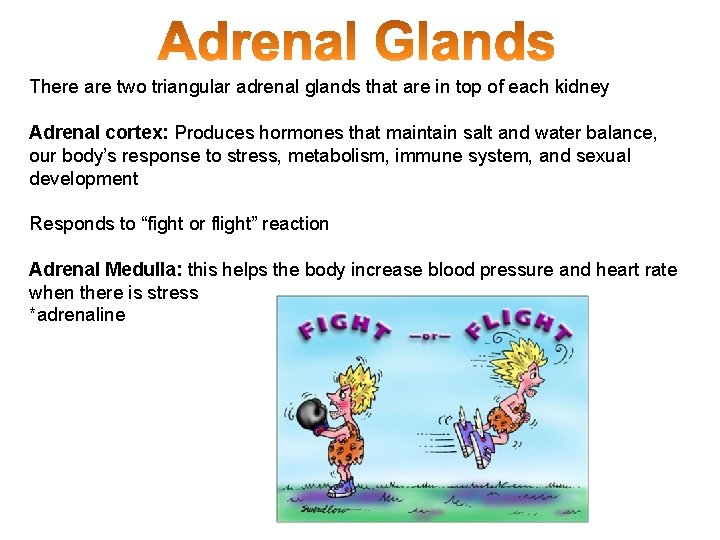 There are two triangular adrenal glands that are in top of each kidney Adrenal