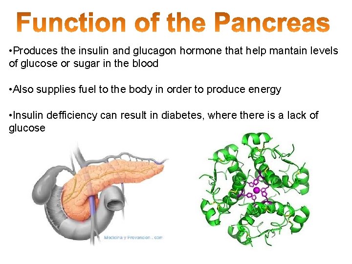  • Produces the insulin and glucagon hormone that help mantain levels of glucose