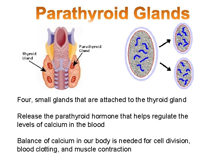 Four, small glands that are attached to the thyroid gland Release the parathyroid hormone