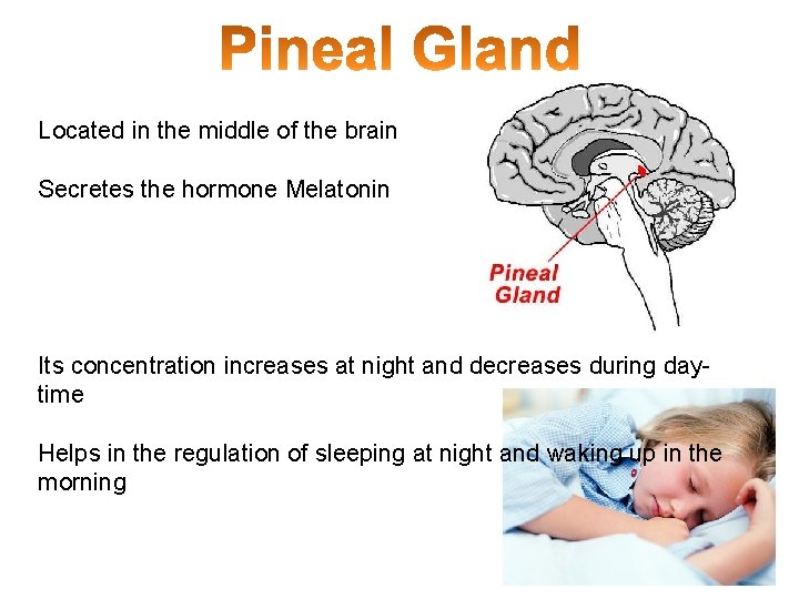Located in the middle of the brain Secretes the hormone Melatonin Its concentration increases